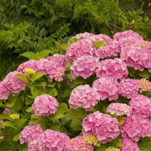 Pink Reblooming Hydrangea Live Plant, Flower Shrub, 2.5 Inch Pot - Image 2