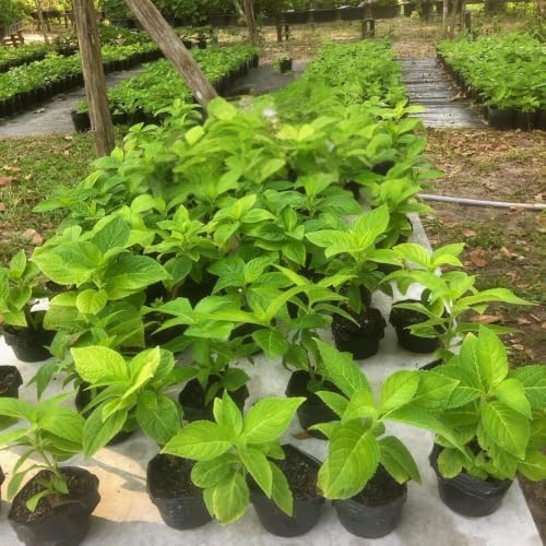 Rare Assorted Random Hydrangea Bush Live Plant, Hardy Shrub, 5-9 Inch Tall - Image 5