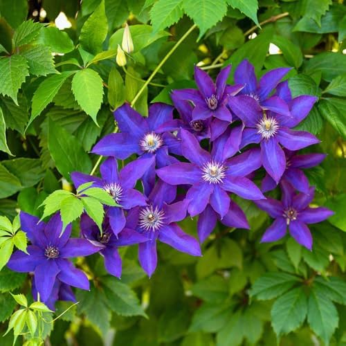 Light Purple Clematis Vine Plant, Clematis Vine Plants Live in 2.5 Inch Pot by HILROQG