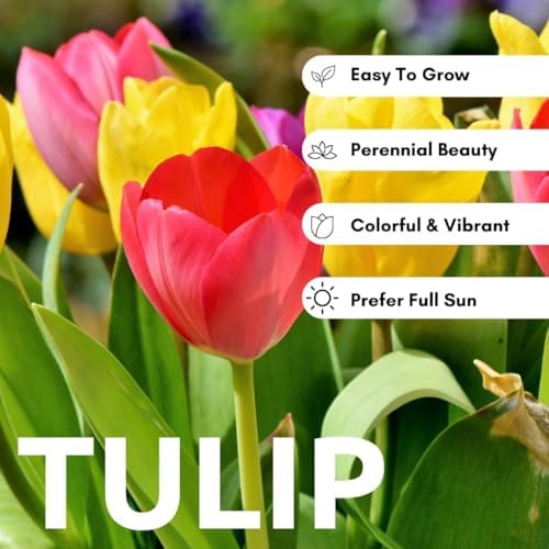 Mixed Rainbows Tulip Bulbs for Planting - Huge Bulbs for Colorful Flowers, Grow Huge Rainbow Colors - Stunning Spring Displays - Exotic Flowers for Gardens (20 Bulbs) - Image 4