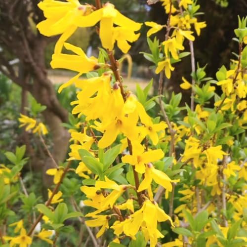 Forsythia Flowering Bush Live Plant in Pot, 6-10" Tall - Image 6