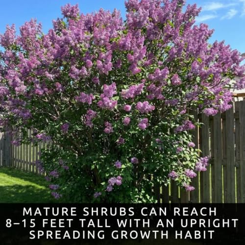 Purple Lilac Plants for Growing - Fragrant Purple Blooms, Great for Hedge or Garden Shrub - Syringa vulgaris (4 Trees) - Image 2