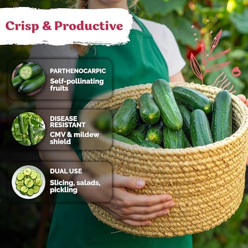 50 Beit Alpha Cucumber Heirloom Vegetable Seeds, Cucumis Sativus - Image 4