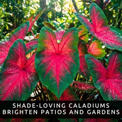 20 Scarlet Arrow Caladium Bulbs | Red & Green Tropical Foliage Plants - Image 2