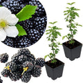 2 Sweet BlackBerry Plants Live for Planting, High Yielding, Sweet Juicy Berries for Your Garden, 4-6" in Tall, Cold Hardy, Dormant in Winter, No Pot by Unknown