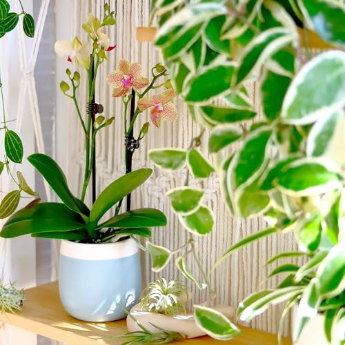 Premium Spotted Live Orchid Plant Blooming in 3.5" Blue & White Orchid Pot, Live Plants, Houseplant Gifts, Approx. 16" Tall, Pet Friendly Houseplants, Phalaenopsis Moth Flower by Plants for Pets - Image 3