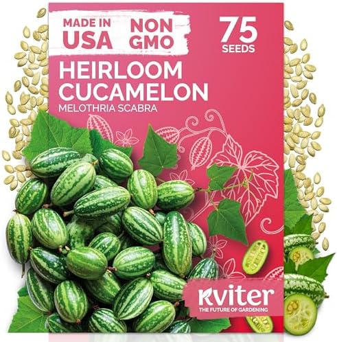 75 Cucamelon Heirloom Vegetable Seeds for Planting, Melothria Scabra by KVITER