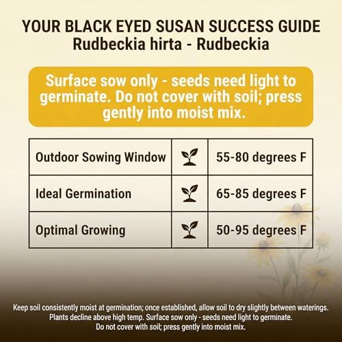 5000 Black Eyed Susan Flower Seeds for Planting - Rudbeckia hirta Native Wildflower, Pollinator Garden, Heirloom, Non-GMO, USA Grown by RDR Seeds - Image 3