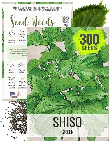 Seed Needs Green Shiso Seeds to Plant an Herb Garden - 1 Pack by SeedNeeds