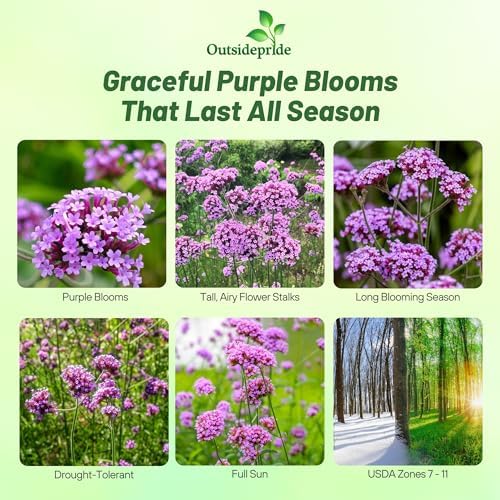 Outsidepride Purpletop Verbena Seeds for Planting - 5000 Pcs. Annual, Drought Tolerant & Easy to Grow, Ground Cover with Fragrant & Vibrant Blooms for Containers, Borders & Pollinator Gardens - Image 2