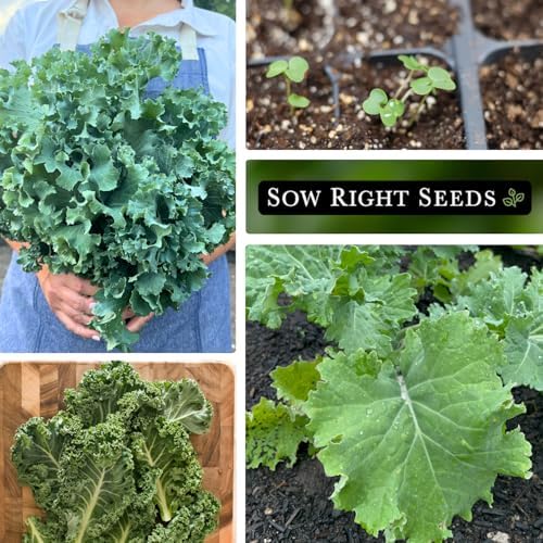 Sow Right Seeds - Dwarf Siberian Improved Kale Seed for Planting Garden - Image 4