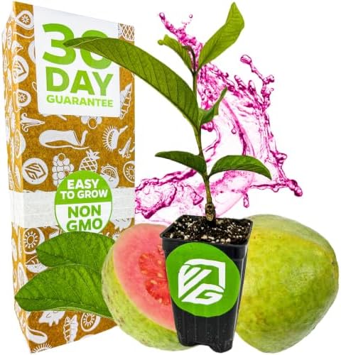 Bright Pink Guava Tree (1-Pack) Live Tropical Plant by Wellspring Gardens by WellspringGardens