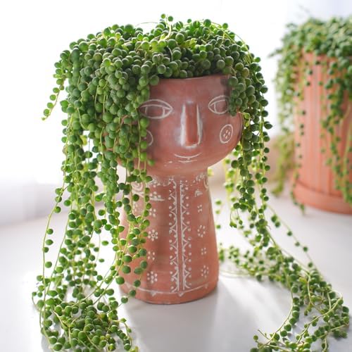 Sprout N Green 4" String of Pearls, Live Trailing Succulent - Image 4