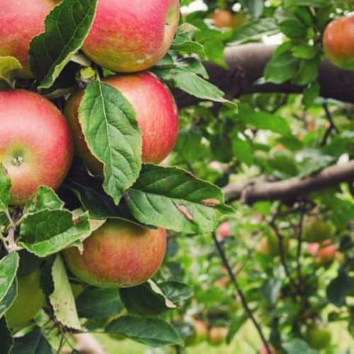 Honey Crisp Live Apple Tree, Red-Yellow Color, 1 gal Nursery Pot - Image 3