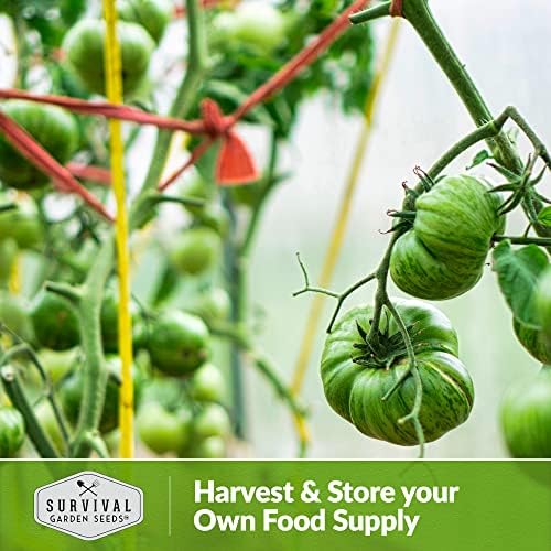 Aunt Ruby's German Green Tomato Seeds for Planting - 1 Pack - Image 5