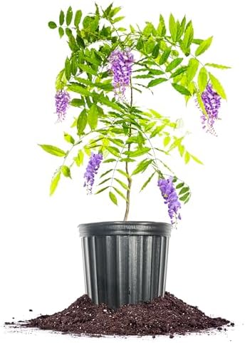 Perfect Plants Amethyst Falls Wisteria Live Plant, 1 Gallon, Vine by PerfectPlantsNursery