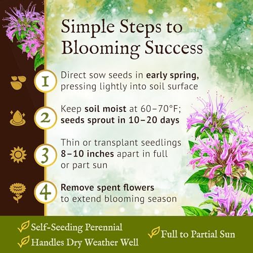 Everwilde Wild Bergamot Seeds 1 Oz – Native Perennial Wildflower – Attracts Bees, Butterflies & Hummingbirds – Drought Tolerant & Deer Resistant – Ideal For Pollinator Gardens – Bulk Gold Vault Packet - Image 5
