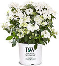 Proven Winners 2 Gal. Fairytrail Bride Hydrangea Shrub by ProvenWinners