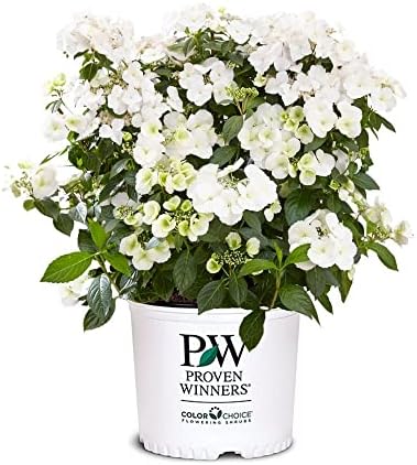 Proven Winners 2 Gal. Fairytrail Bride Hydrangea Shrub by ProvenWinners
