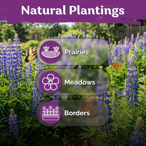 250 Blue Lupine Heirloom Flower Seeds for Planting, Lupinus Perennis - Image 6