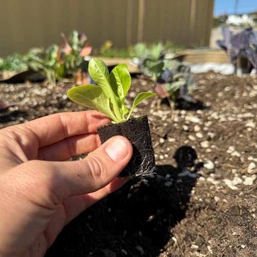 Butter Lettuce Seedlings: Ready-to-Plant, Starts, Starters, Plugs, Garden Ready, Live Plants, Transplants, Pre-Sprouted, Soil & Hydroponic Gardens (6 seedlings) - Image 3