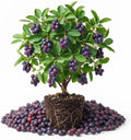 Serviceberry Tree Live, Well-Rooted Berry Plant, Dormant, 5-9 Inch Tall by HILROQG