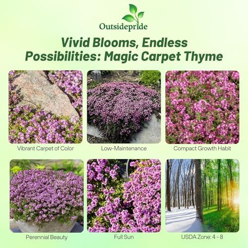 Outsidepride Magic Carpet Creeping Thyme Seeds - 500 Pcs. Perennial, Fragrant, & Drought Tolerant Ground Cover Seeds for Planting Pink Flowers in Pathways, Slopes & Pollinator-Friendly Landscaping - Image 2