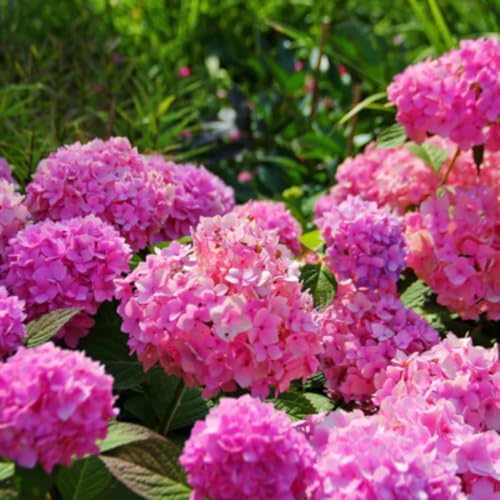 Pink Reblooming Hydrangea Live Plant, Flower Shrub, 2.5 Inch Pot - Image 7