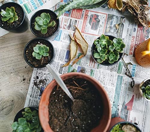 Shop Succulents Pastel Succulent Plant Pack Collection - Live Mini Succulent Plants, Low Maintenance, Bright & Serene Colors & Textures - Wedding and Party Favors, Gift & Garden, Pack of 6 - Image 5