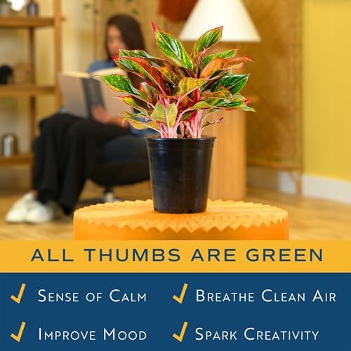 Costa Farms Chinese Evergreen, Live Indoor Plant, Easy Care, Home Decor - Image 5