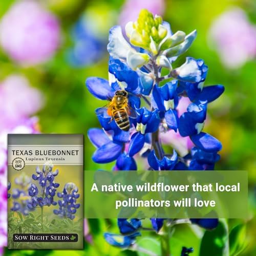 Sow Right Seeds - Texas Bluebonnet Seed for Planting Wildflower Garden - Image 5