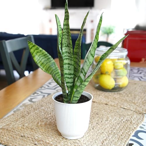 Live Snake Plant in Decorative White Pot, Sansevieria Zeylanica, Indoor House Plant, Mother in Law Tongue Sansevieria Plant Live, Long Succulent Plant, Fully Rooted Houseplant by Plants for Pets - Image 5