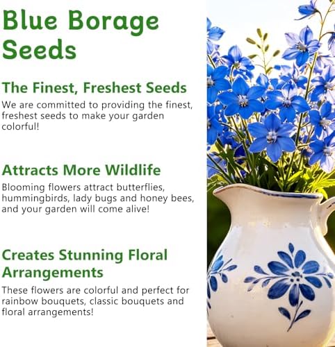 LUOJIBIE Borage Seeds, 2,000+ Blue Borage Seeds for Planting Outdoor & Indoor, Flower Seeds Bulk for Garden, Non-GMO & Heirloom, Easy to Grow - Image 4