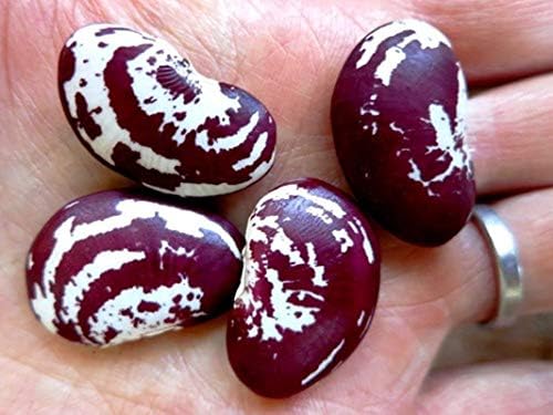 Christmas Pole Lima BEAN Seeds! - A Heavy Bearing, Long Season Climbing Bean!!(25 - Seeds) - Image 2