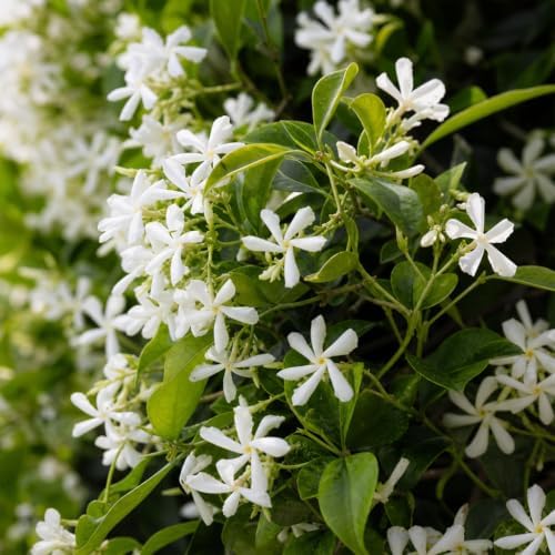 Star Jasmine | 30 Live Plants | Trachelospermum Jasminoides | Fragrant Blooming Evergreen Vine, Low Maintenance, Climbing, White Flowers, Attracts Pollinators, Drought Tolerant - Image 3