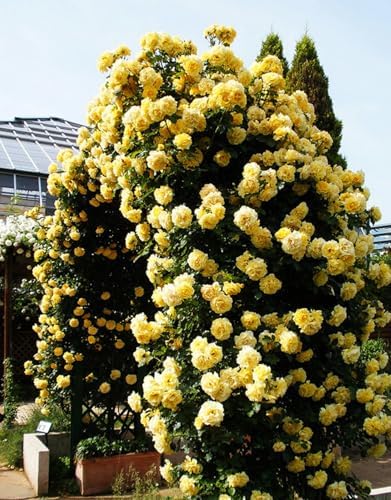 Yellow Live Rose Plant, Hardy, 5-10 Inch Tall - Image 5