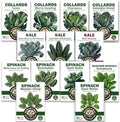 Collards, Kale, Spinach Seeds - Power Greens Variety Pack Collection: by WeGrowGoodFood