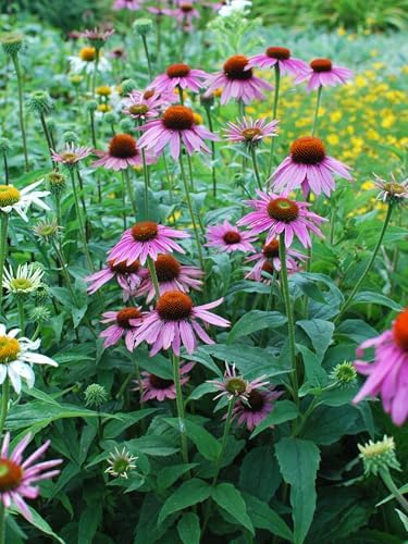 Perennial Farm Echinacea (Coneflower) – Live Perennial Vibrant Daisy-Like Blooms, Pollinator Friendly, Drought Tolerant, Long Blooming, Great for Borders & Sunny Gardens (Magnus, 1 Quart) by PerennialFarmMarketplace