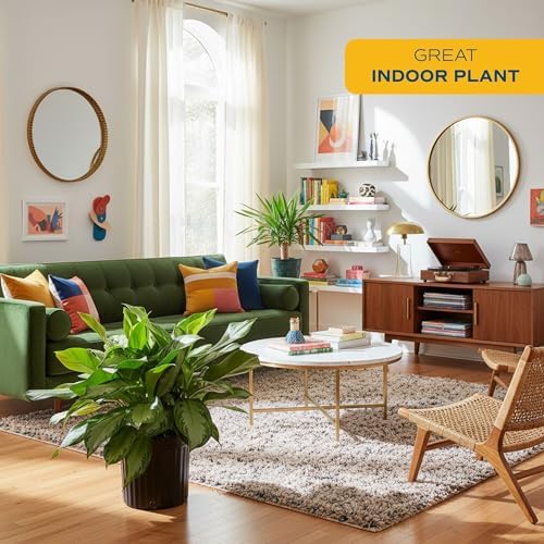Costa Farms Chinese Evergreen, Live Indoor Plant, Easy Care, Home Decor - Image 2