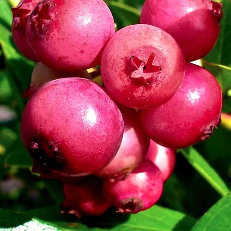 2 Pink Lemonade Blueberry Plants Live, Sweet Berry Shrub, 5-12" Tall by AVERAR