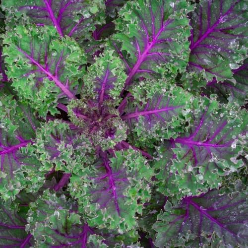 Red Russian Kale Seeds for Planting - Heirloom Non GMO - Image 2