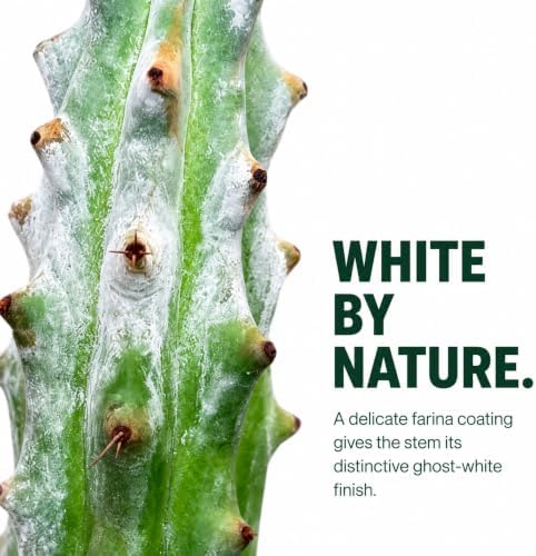 Ghost White Boobie Cactus Live Plant - Fully Rooted Rare Succulent Cutting - Image 3