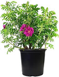 Rosa X Purple Pavement (Rose) Rose, Purple Flowers, #3 - Size Container by GreenPromiseFarms