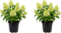 2 Little Lime Hydrangea Plants Live, 6-10" Tall - Quart Pot, Hardy Hydrangea Tree Live Plant, Low Maintenance Compact Flowering Shrub for Patio Containers & Landscape by GINGERGLOW