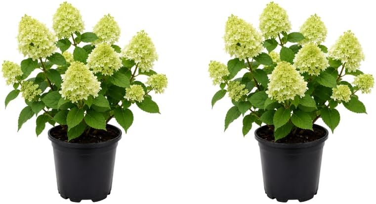 2 Little Lime Hydrangea Plants Live, 6-10" Tall - Quart Pot, Hardy Hydrangea Tree Live Plant, Low Maintenance Compact Flowering Shrub for Patio Containers & Landscape by GINGERGLOW