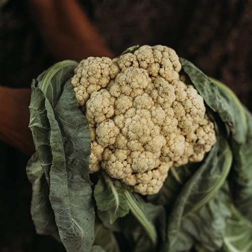 All Year Round Cauliflower - 100 Cauliflower Seeds, Thresh Seed Co. - Image 2