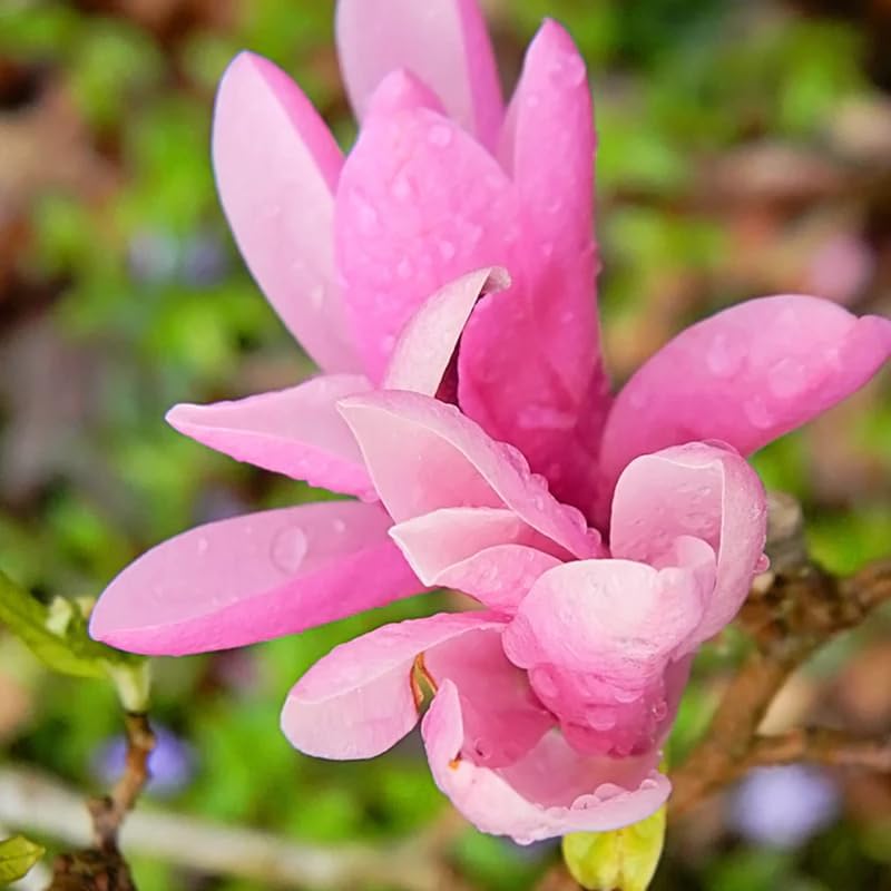 2 Jane Magnolia Trees Plants Live, Spring Bloom Flower Tree - Image 6