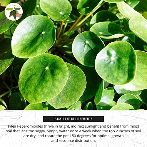 California Tropicals Rare Chinese Money Plant (Pilea Peperomioides) - Live House Plant, 4 Inch Pot for Easy Care, Perfect for Office, Home & Feng Shui Decor, Real Plants for Gardening - Image 4