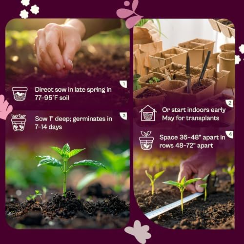 SVI 40 Big Max Pumpkin Seeds (Cucurbita Maxima) – Giant Pumpkin Seed Packets, Pumpkins Squash Garden Seed – Heirloom Vegetable Seeds for Home Garden, Outdoor Beds, and Sunny Home Plots - Image 5