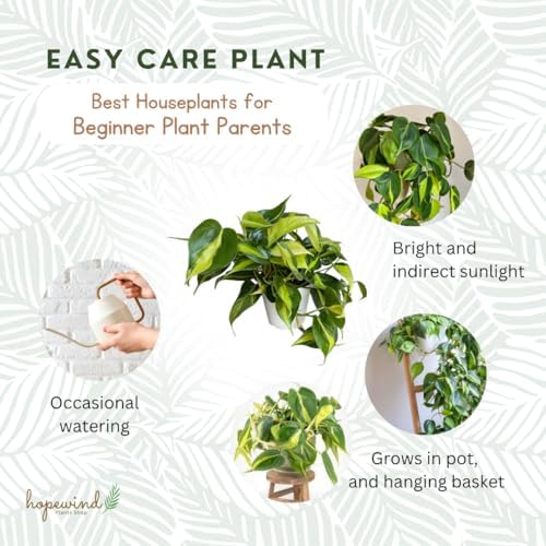 Live Indoor Plant Philodendron Hearleaf Brasil, Easy Care and Easy Grow, Air Purifying Plant, Housplant in 4 inch Pot - Hopewind Plants Shop - Image 4